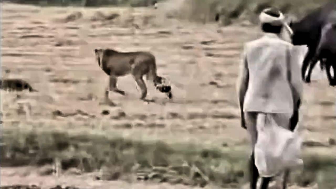 Watch: MP farmer chases cheetah away as Morena villages learn to ...