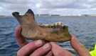 225-year-old Danish warship wreck reveals shoes, cannons and a sailor’s jaw