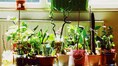 Benefits of houseplant rotation: How this simple trick promotes even and healthy growth