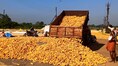 Centre extends maize procurement deadline till April 30; relief for farmers: Bhujbal