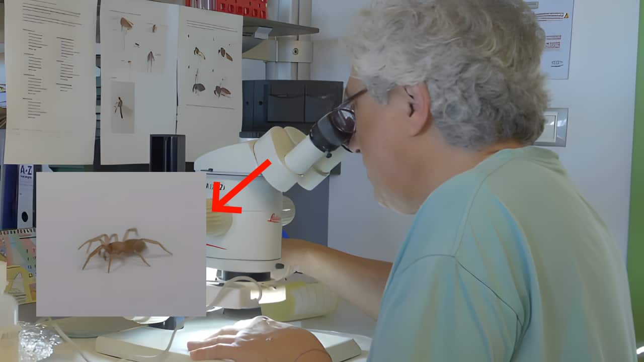 Meet Cryptodrassus michaeli: Rare spider filmed for the 