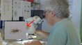 Meet Cryptodrassus michaeli: Rare spider filmed for the 'first time' in Southern Spain