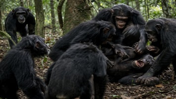 Inside Ngogo chimp war: Why two animal factions are killing each other in Uganda