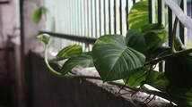 Gardening tips for beginners: Grow more plants at home using stem cuttings
