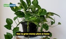 Vastu tips for money: Why this lucky plant isn’t attracting wealth; 5 mistakes to avoid