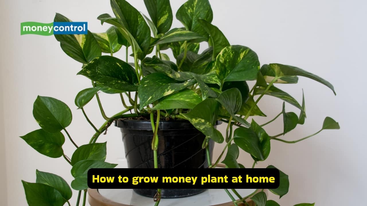 Vastu tips for money: Why this lucky plant isn’t attracting wealth; 5 mistakes to avoid