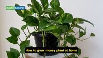 Vastu tips for money: Why this lucky plant isn’t attracting wealth; 5 mistakes to avoid