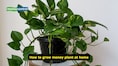 Vastu tips for money: Why this lucky plant isn’t attracting wealth; 5 mistakes to avoid