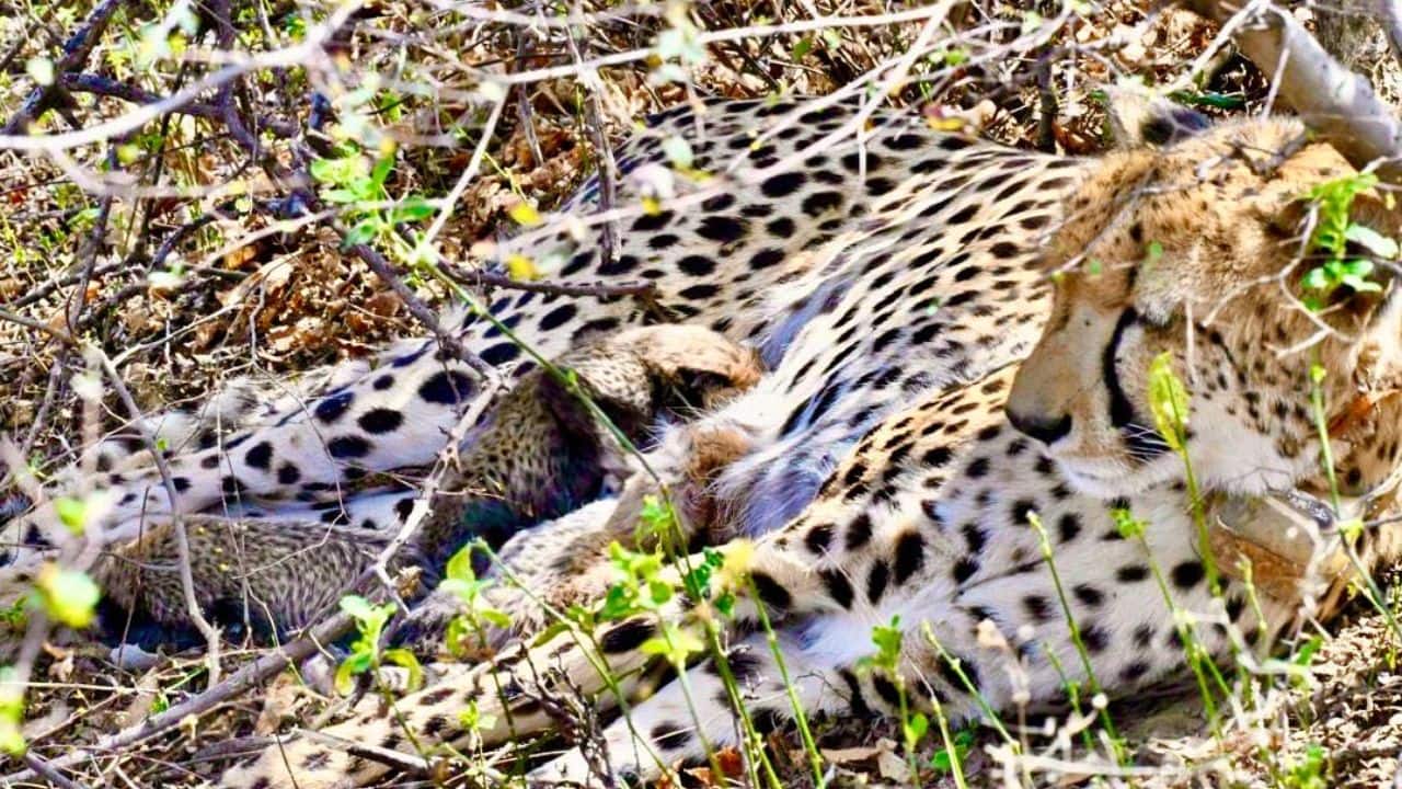 Project Cheetah: India-born cheetah, KGP-2 gave birth to 4 cubs at Kuno ...