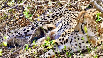 Project Cheetah: India-born cheetah, KGP-2 gave birth to 4 cubs at Kuno National Park