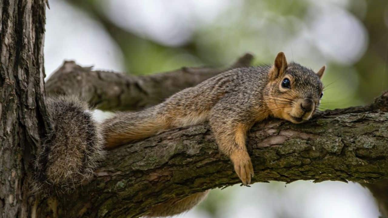 Rare giant flying squirrel spotted thriving in Chhattisgarh's Udanti-Sitanadi tiger reserve | Watch
