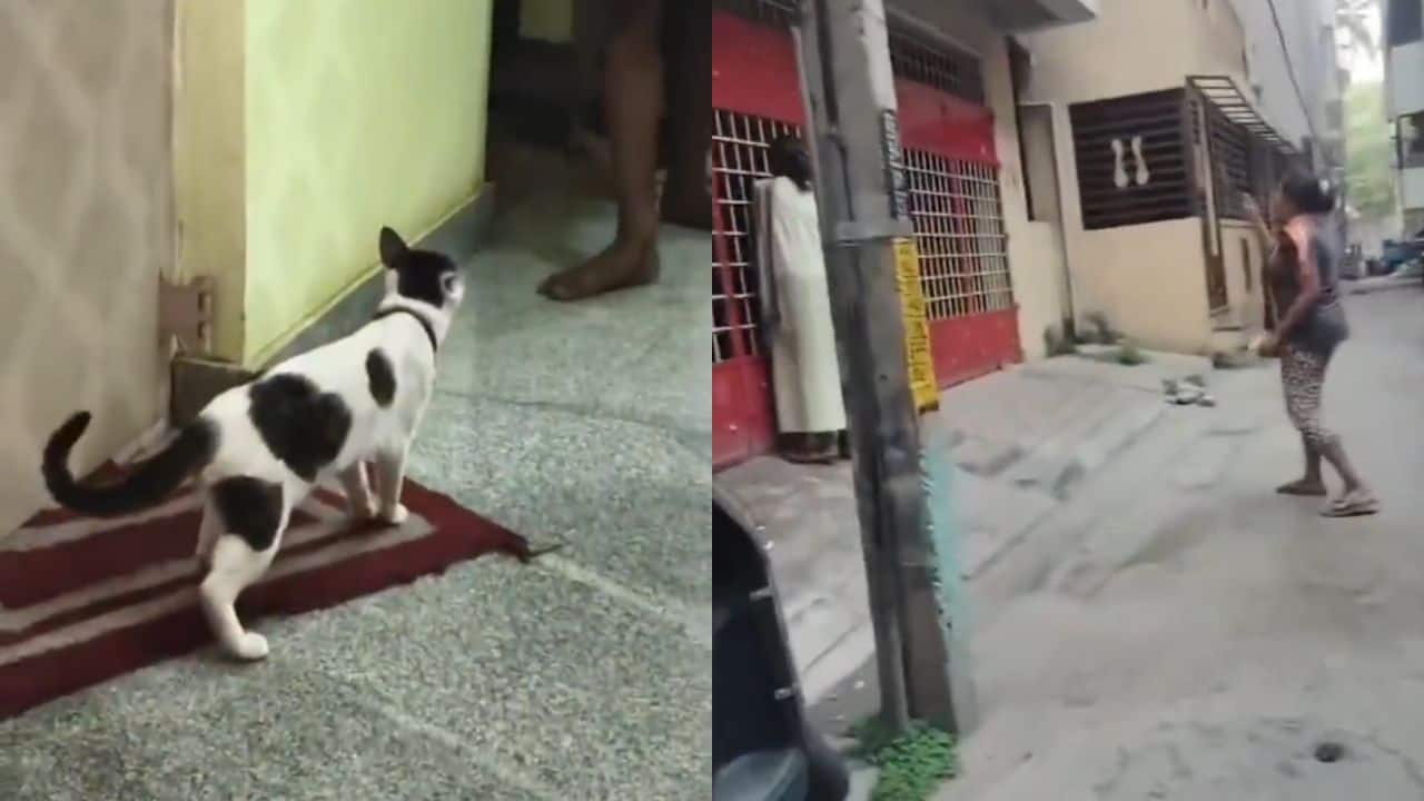 It's a catfight, literally: Bengaluru neighbours come to blows over pregnant cat, police called in to keep peace | Watch