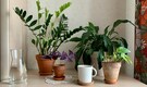 Improve your focus by upgrading your work desk with one of these 5 plants 