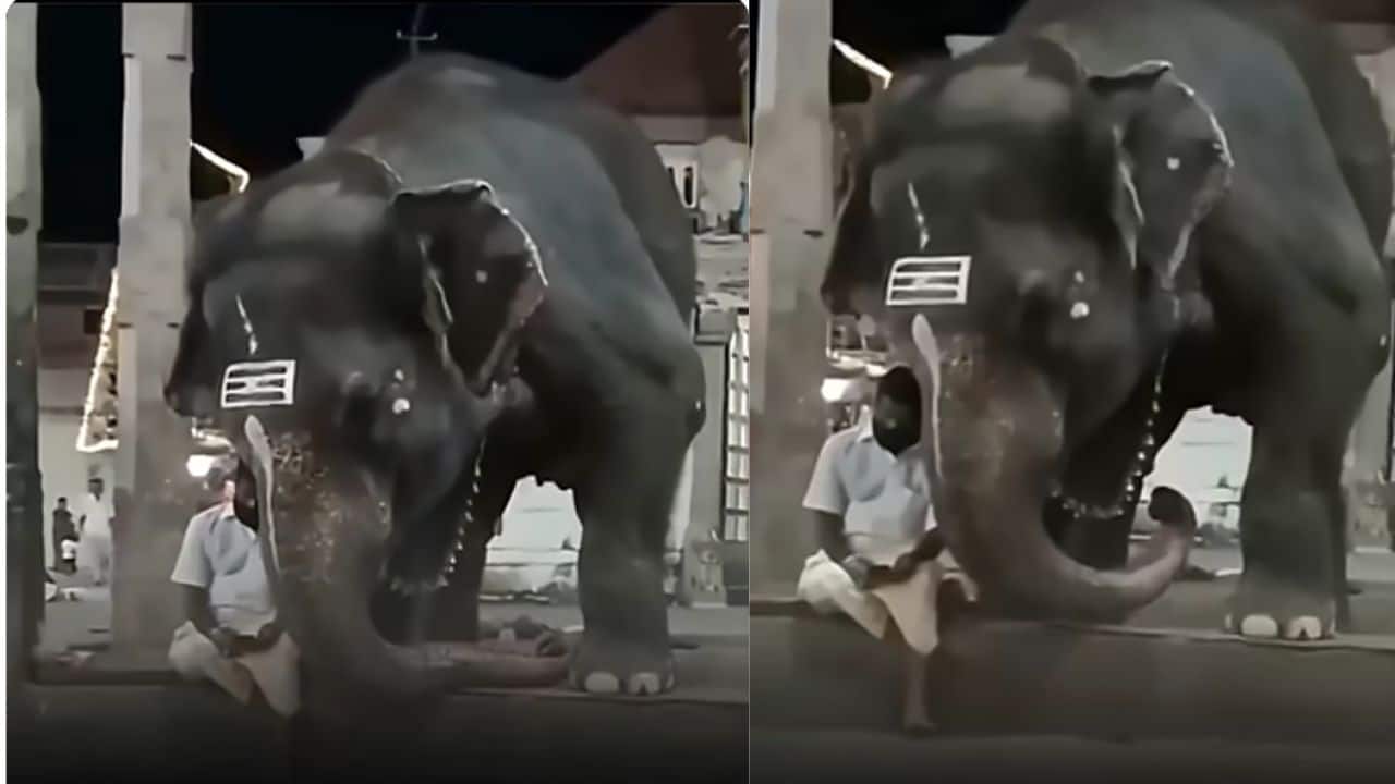 Viral video shows elephant staring at its own phone on caretaker's phone: 'Such a beautiful moment'