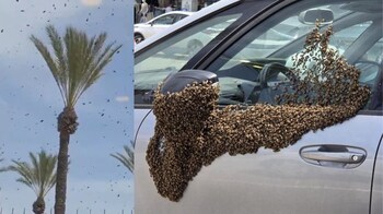 Bee attack in Israel: What caused thousands of bees to swarm in Netivot  suddenly? Scientists have the answer