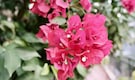 Gardening tips: Turn your balcony into a flowering haven with these 8 India-friendly climbers