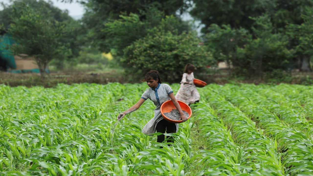 Finance Ministry approves higher fertiliser subsidy, builds buffer stock amid global crisis
