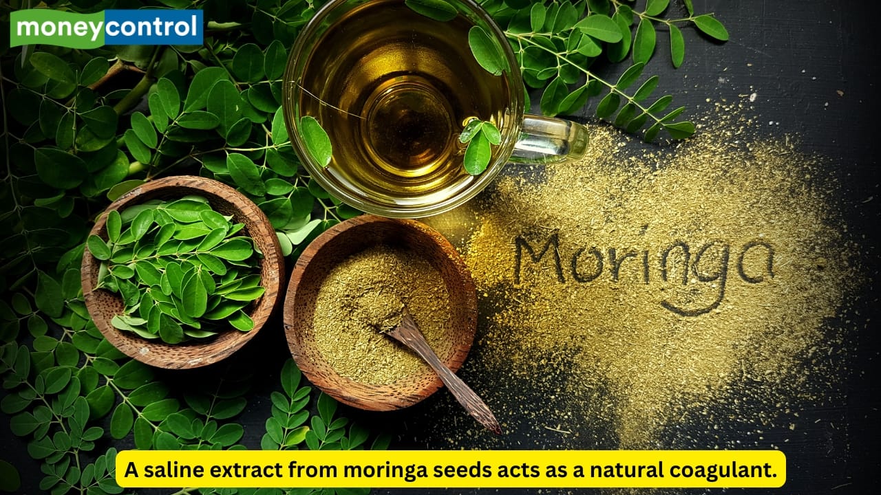 Moringa seeds can help remove microplastics from drinking water, says study