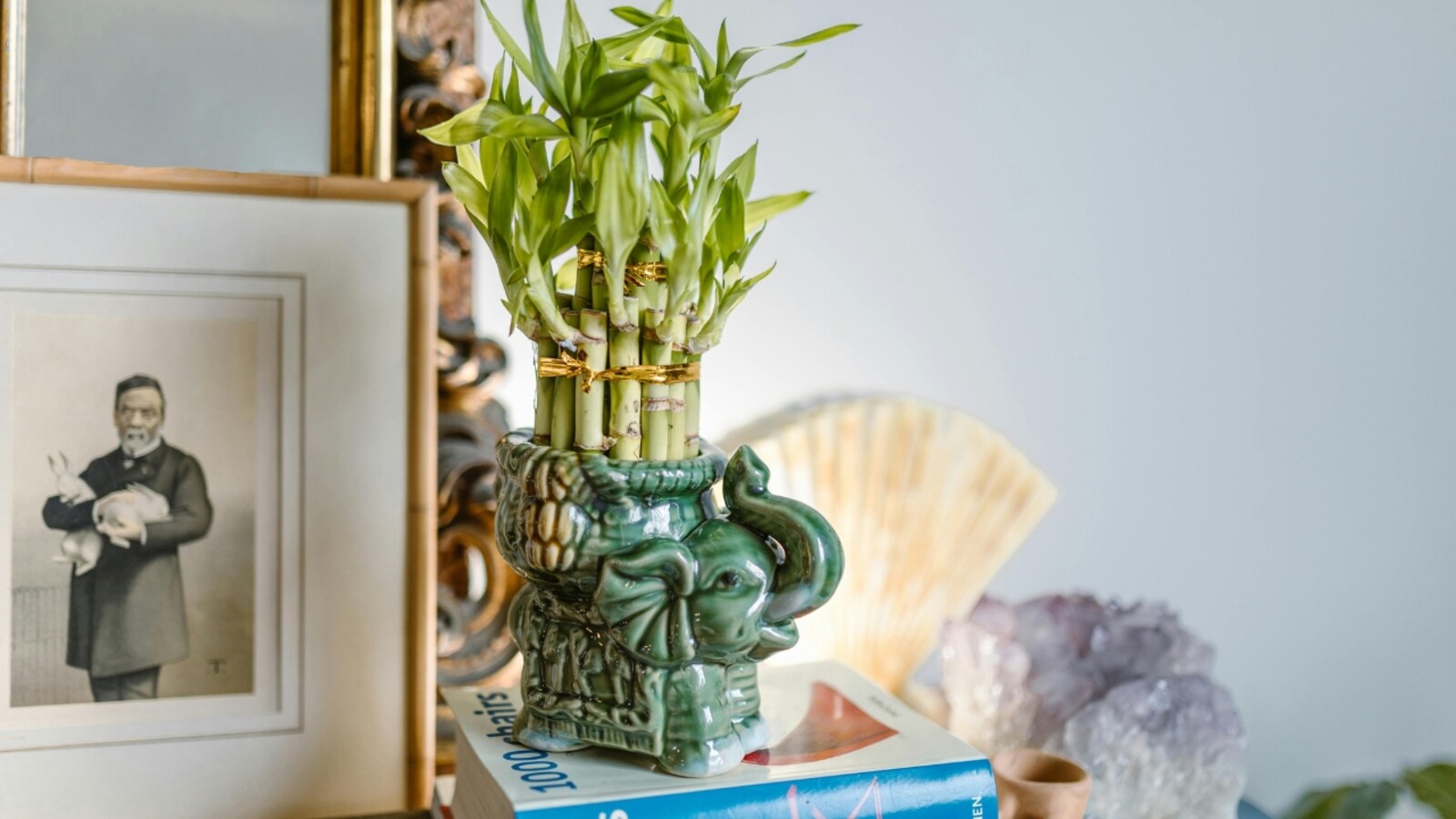 7 Feng Shui plants to attract money, luck and prosperity
