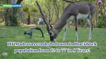 Remarkable Comeback! IIT Madras reports rise from 12 to 77 blackbucks in 8 years—What it means for India?