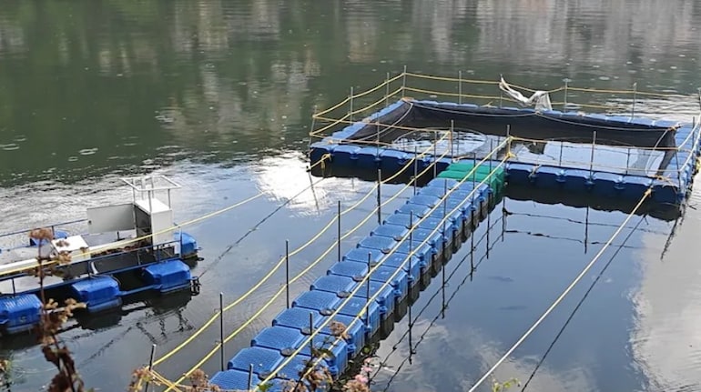 'Himalaya ki Macchli' returns to Naini Lake after 30 years: Why ...