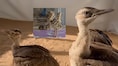 AI Chicks in Rajasthan! What do 2 chick births mean as Great Indian Bustard count reaches 86?