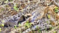 They are dead! India-born cheetah’s four cubs found dead — What went wrong in Kuno National Park?