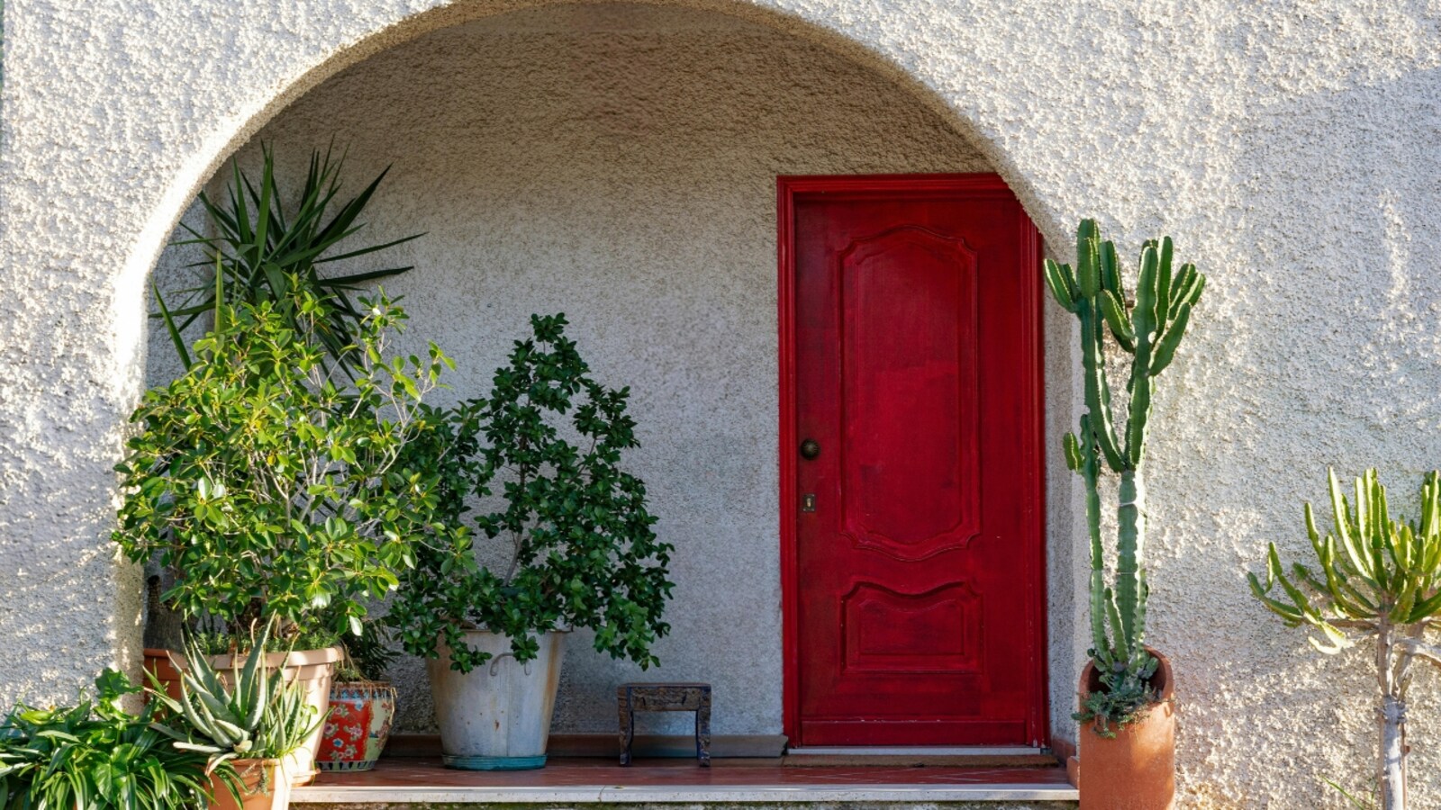 5 plants to keep near your main door for prosperity and good luck