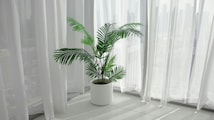 Is Delhi's intense heat killing your plants? Here are 5 plants that do well even in 45°C