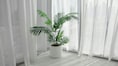 Is Delhi's intense heat killing your plants? Here are 5 plants that do well even in 45°C