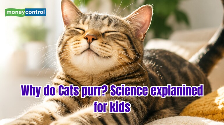What do cats do when they are happy? Science reveals it's more than ...