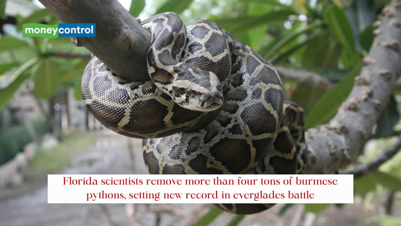 Florida scientists remove more than four tons of burmese pythons ...