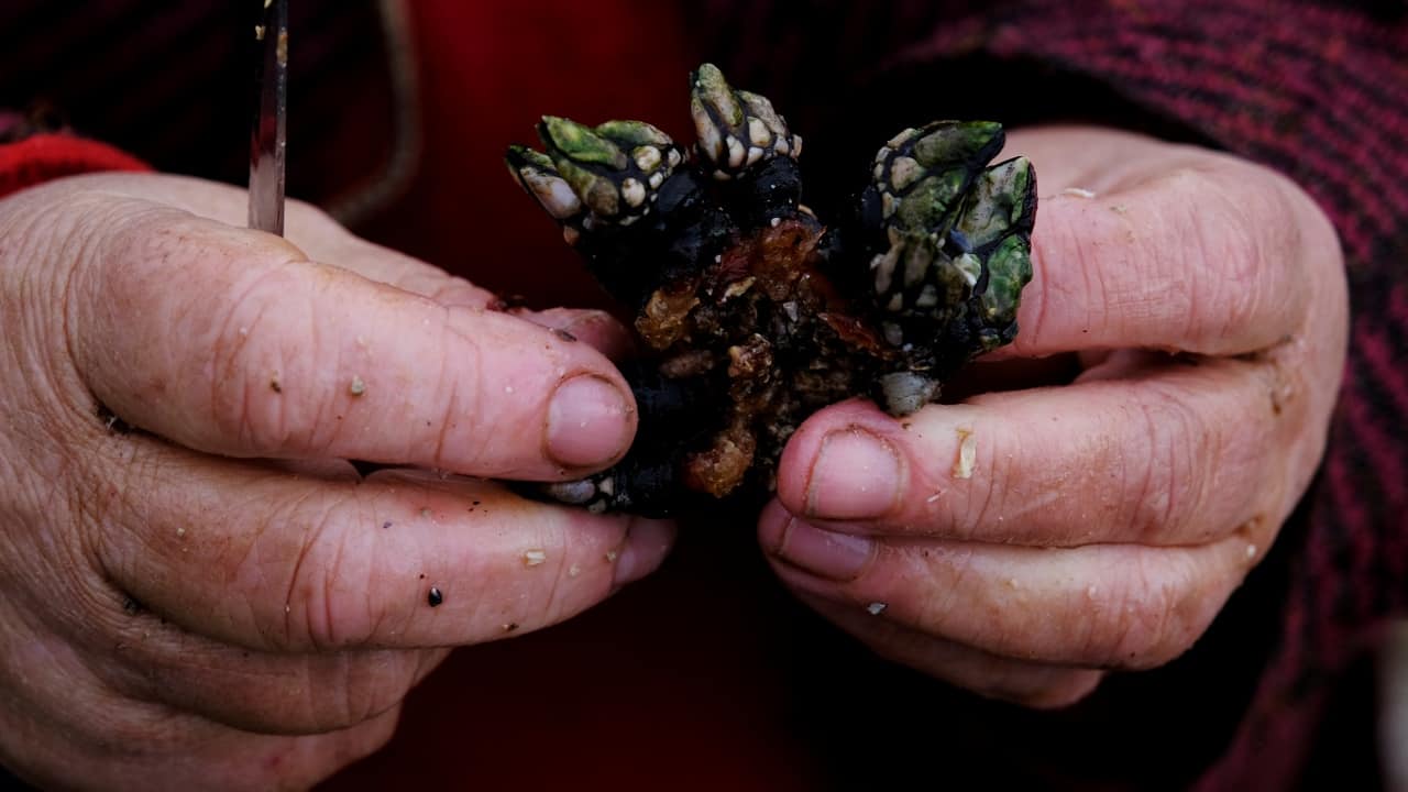 Barnacles, not bombs: The surprising reason why 600+ oil tankers remain stranded in Hormuz even after Iran ceasefire