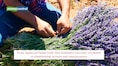 From Apples to Purple Gold: How Kashmir's Lavender revolution is transforming farmers into entrepreneurs