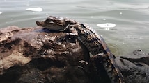 'They Were 11...' How did baby crocodiles end up in a water tank in Mumbai?