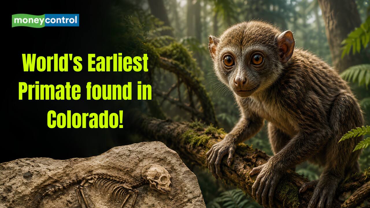 World's Earliest Primate: Did scientists miss this 65.9-million-year ...