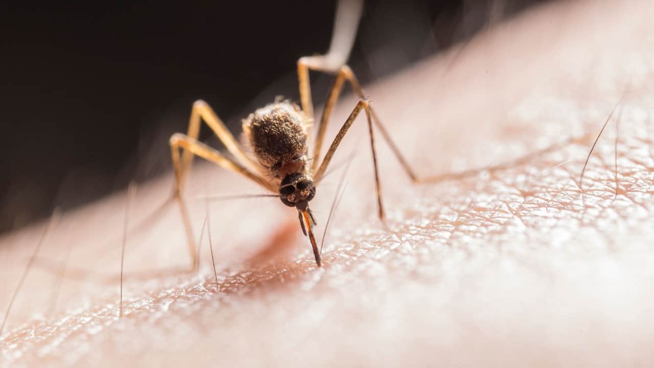 DCGI Approves Takeda's QDENGA as India's First Dengue Vaccine