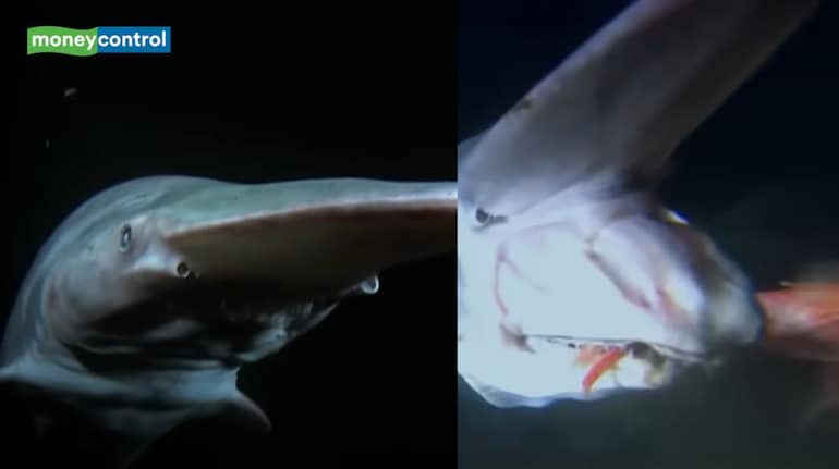 For the first time ever, 125-million-year-old goblin shark filmed alive ...