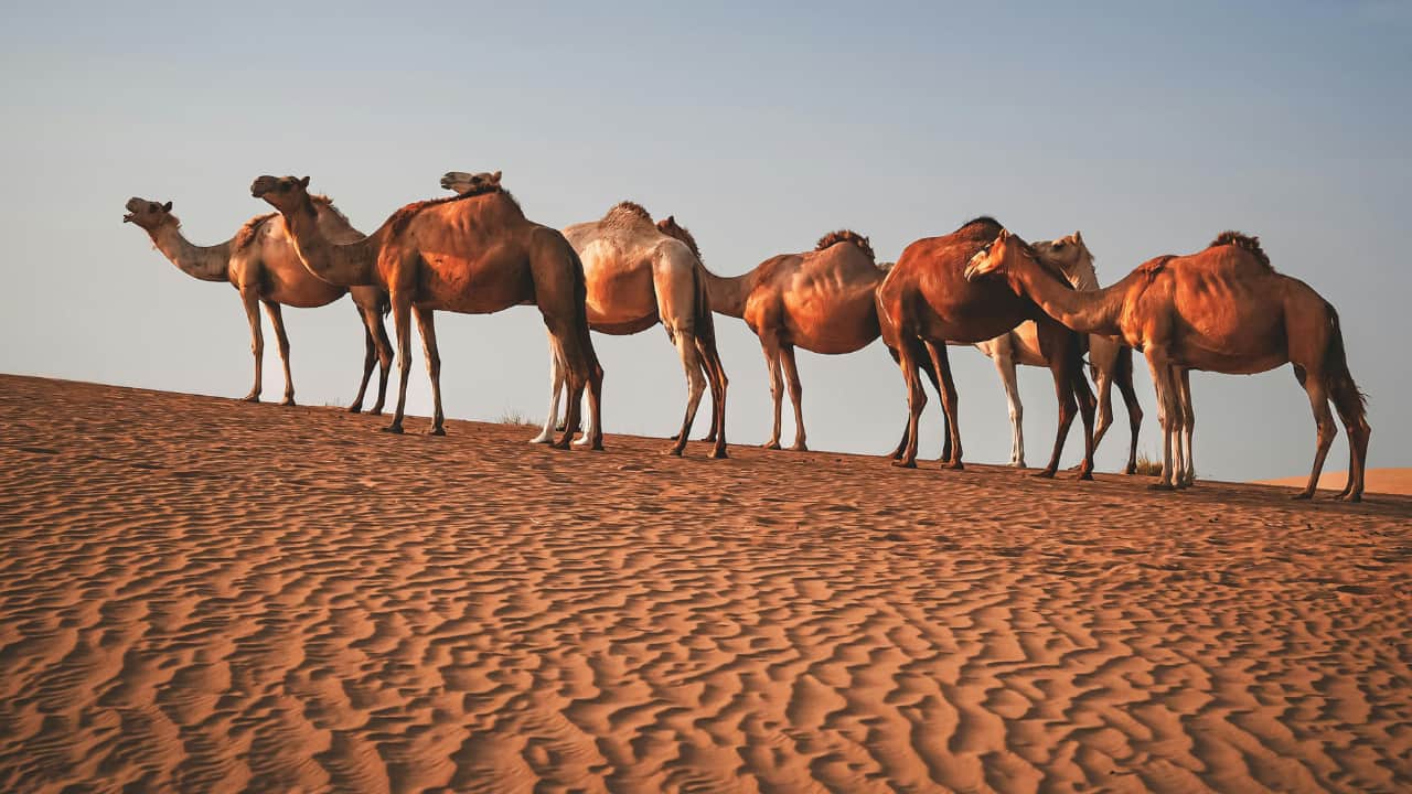 Last 2 years there has been a 15% increase in camel deaths in the area. (Image: Canva)
