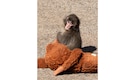 Japan's viral monkey Punch celebrates first birthday after remarkable journey from loneliness to global fame