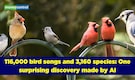 Scientists analysed 116,000 bird songs with AI. What they found was 