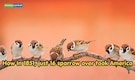 In 1851, just 16 sparrows were released to eat caterpillars but they multiplied into millions and took over America, here's what happened