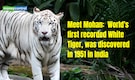 International Tiger Day 2026: Meet 