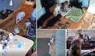 Japan Earthquake 2026: Can animals really detect earthquakes before humans? Here's what science says