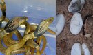 A first for Jharkhand: 8 Sand Boa snakes were hatched through artificial incubation in Ranchi Zoo