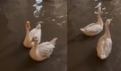 Pakistan Flood 2026: Two ducks calmly swim through a flooded living room in viral video | WATCH HERE
