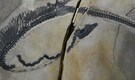 Meet Austronaga: China's 245-million-year-old marine reptile that still contains its last meal— But how?