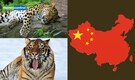China's Wild Siberian tigers rise to 72 and Amur Leopards reach 115 after 10 years of conservation—Know how!