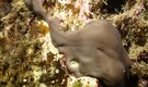 Scientists placed 42 sea sponges in polluted waters of Spain—What happened 455 days later was unexpected!