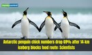 This 14-km iceberg did not hit penguins—it blocked their food and chick numbers fell by 69%